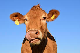 Click image for larger version

Name:	cow1.jpg
Views:	584
Size:	8.1 KB
ID:	53237