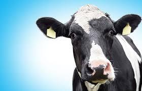 Click image for larger version

Name:	cow2.jpg
Views:	589
Size:	8.5 KB
ID:	53242
