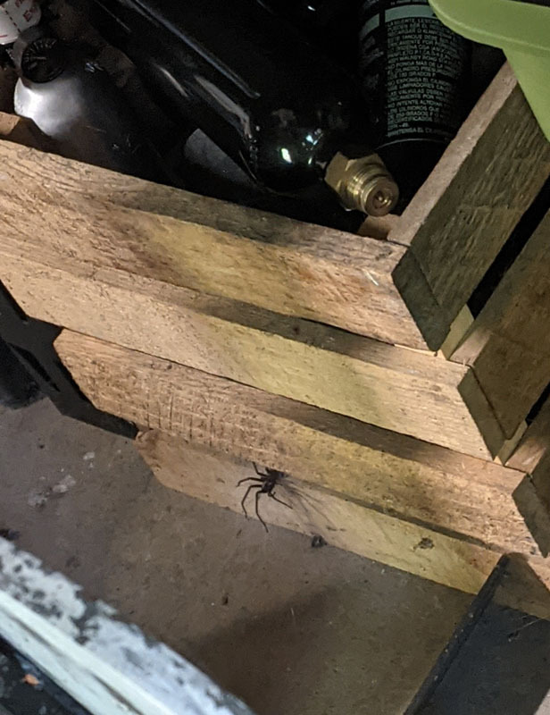 Click image for larger version

Name:	Big Spider.jpg
Views:	464
Size:	118.1 KB
ID:	207164