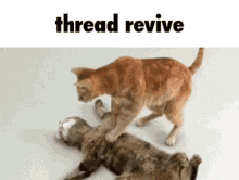 Click image for larger version

Name:	thread-revive-discord.gif
Views:	333
Size:	427.7 KB
ID:	448407