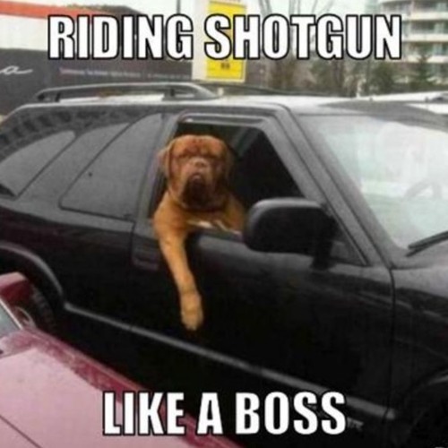 Click image for larger version

Name:	shotgun.jpg
Views:	367
Size:	49.6 KB
ID:	475653