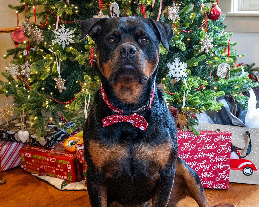 Click image for larger version

Name:	DSC_4008 (1).jpg
Views:	248
Size:	3.20 MB
ID:	490222