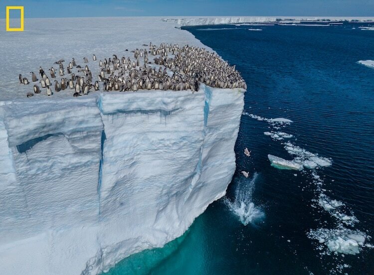 Click image for larger version

Name:	penguin-chicks-diving-off-cliff-02.jpg
Views:	404
Size:	89.9 KB
ID:	636945