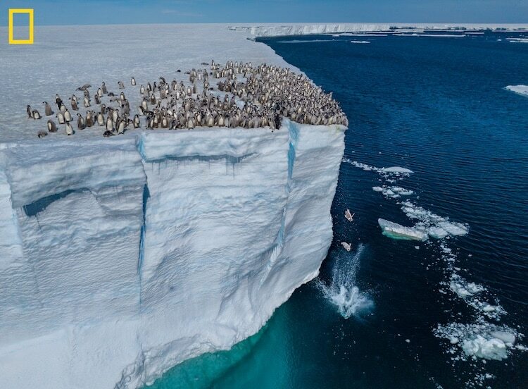 Click image for larger version

Name:	penguin-chicks-diving-off-cliff-02.jpg
Views:	148
Size:	89.9 KB
ID:	636945