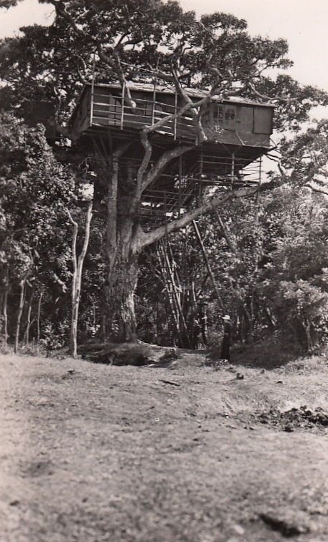 Click image for larger version

Name:	1935_Treetops.jpg
Views:	113
Size:	257.2 KB
ID:	728775
