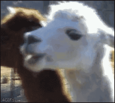 Click image for larger version  Name:	giphy.gif Views:	131 Size:	2.00 MB ID:	803323