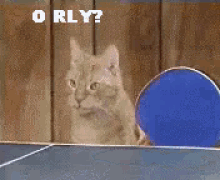 Click image for larger version

Name:	cats-cat.gif
Views:	185
Size:	635.8 KB
ID:	803554
