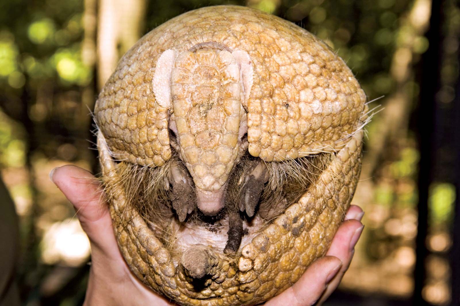 Click image for larger version

Name:	armadillo-human-hand.jpg
Views:	121
Size:	236.5 KB
ID:	807045