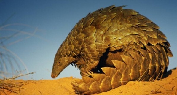 Click image for larger version

Name:	63875d67a64c240e55bc0ef9_GroundPangolin-e1316076046512.jpg
Views:	121
Size:	44.4 KB
ID:	807046