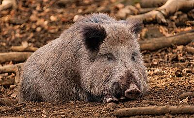 Click image for larger version

Name:	sus-scrofa-attila-8043015_1280-2236627638.jpg
Views:	251
Size:	386.7 KB
ID:	840011