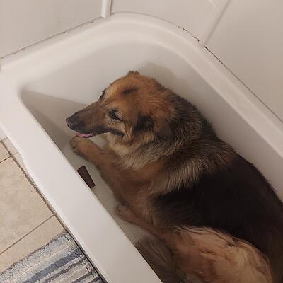 Just a big lazy Dog chilling in the bathtub lol